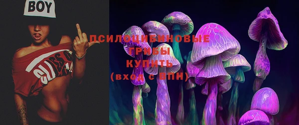 прущие грибы Волоколамск