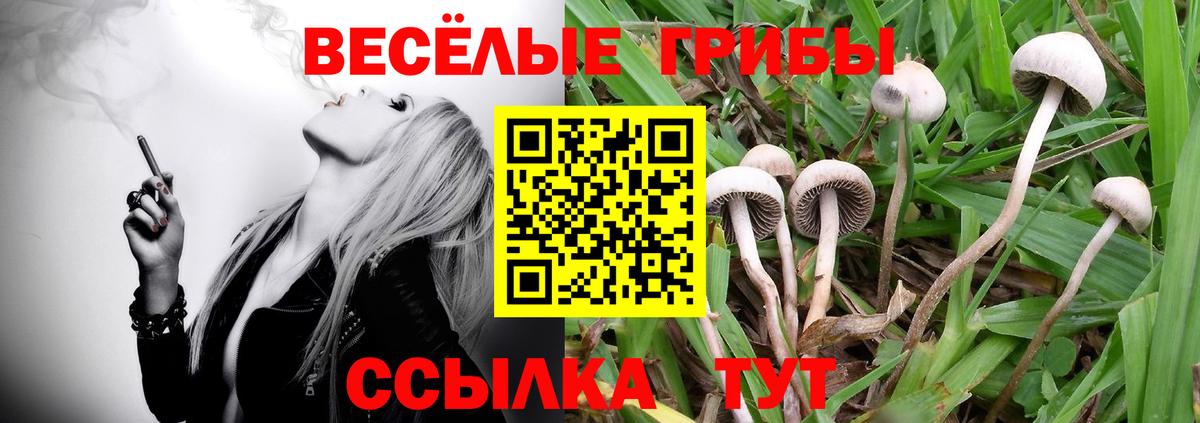 Семилуки  как найти   Вход с VPN  Галлюциногенные грибы Psilocybe 